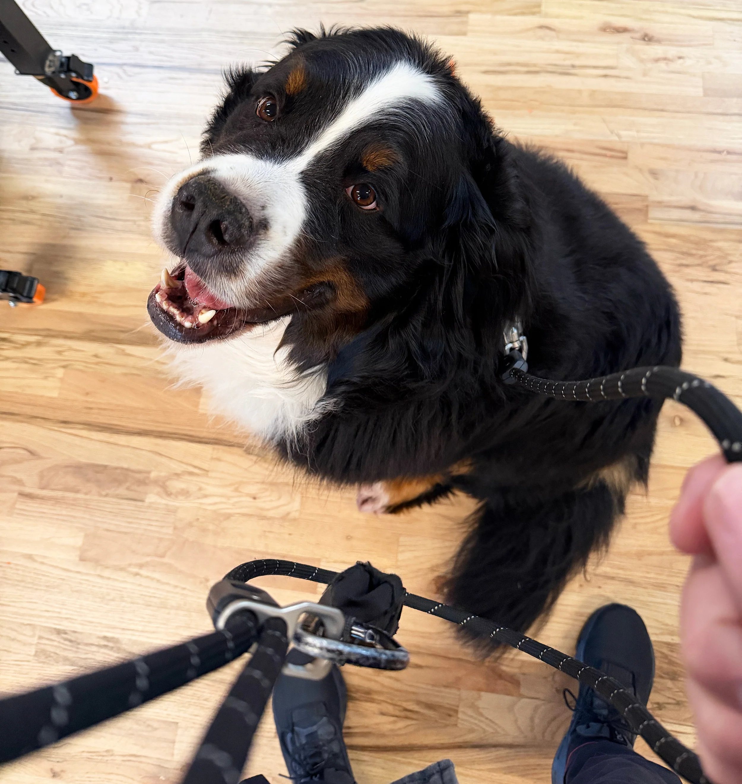 OTR Magnetic Pet Collar - Image 3